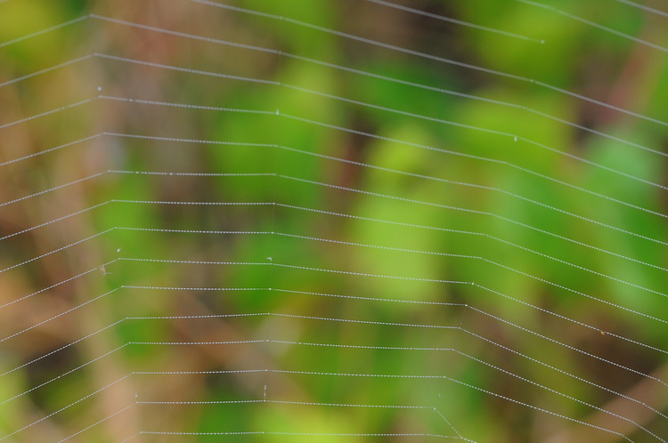 Argiope bruennichi  - Corso